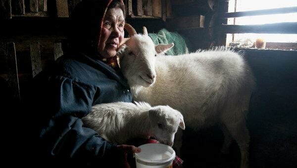 Власти РФ рассмотрят вопрос о господдержке производства козьего молока