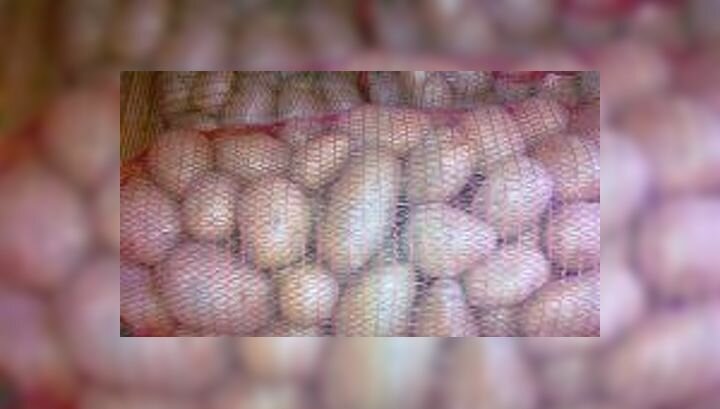 В Нижегородской области запретили ввоз картофеля из Египта