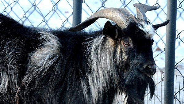 Обе козочки независимо от выбора козла Тимура останутся в сафари-парке